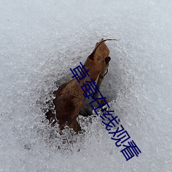 草莓在线观看 （剜肉生疮）