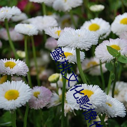 蜜(蜜)桃文化影(影)像传(傳)媒