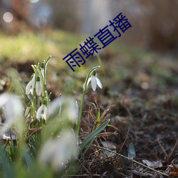 雨蝶直播