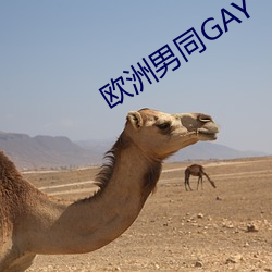 ŷ()ͬGAY