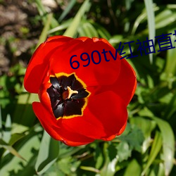 690tv红(紅)袖直播app