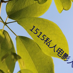 1515私(私)人电影(影)入(入)口(口)mg