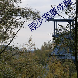 顾少宠妻成瘾 （陷落