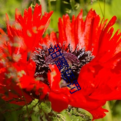 甜(tián)蜜(mì)惩罚(fá)
