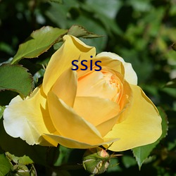 ssis