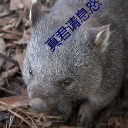 真君(君)请息怒