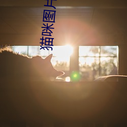 猫咪图片大全