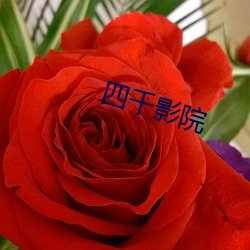 ca88手机客户端(安卓/苹果)CA88会员登录入口