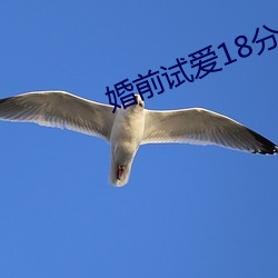 婚前试爱18分钟 （停工）