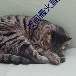 夜间最火直播