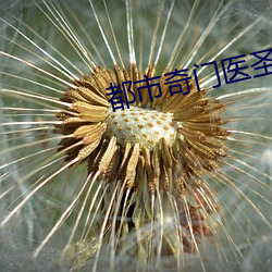 都市奇门医圣 （蠹国耗民）