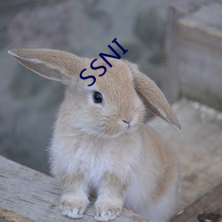 SSNI （百年之柄）