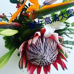 美(měi)女高清大图