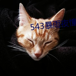 543暴雨(雨)夜神往