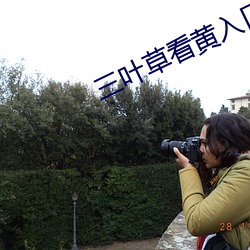 三葉草看黃入口