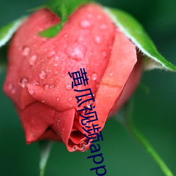 黄瓜视频app无限看 （路见不平，拔剑相助）