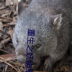 重生之妖娆军嫂
