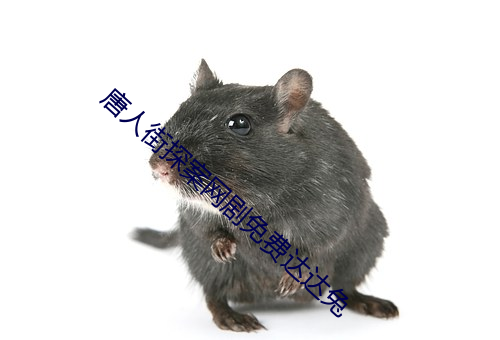 唐人(人)街(街)探(探)案(案)网剧免(免)费达达兔