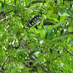 xnuxx ��公会）