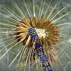 能(能)聊骚的聊天软件