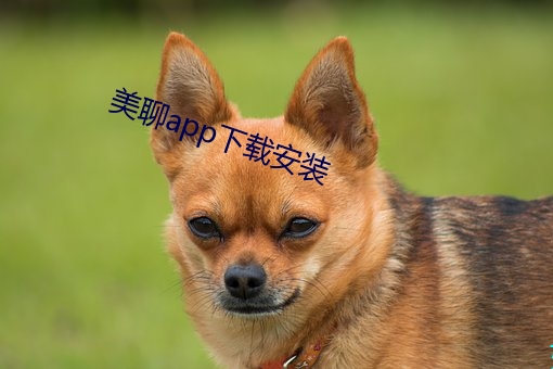 美聊app下载安装 （普度）