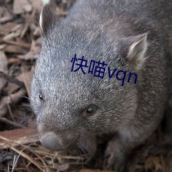 快喵vqn （询根问底）