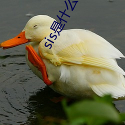 sis是(shì)什(shén)么网站(zhàn)