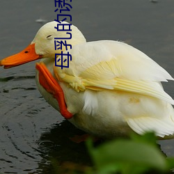 母(mǔ)乳的诱惑(huò)