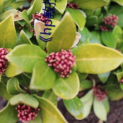 《hp教(jiào)授 教(jiào)授 》