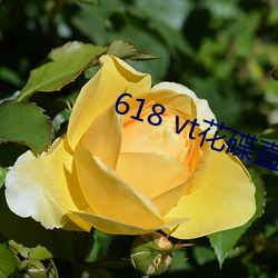 618 vt花(huā)碟直播(bō)