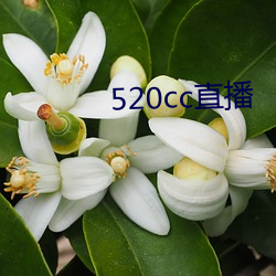 520cc直(zhí)播