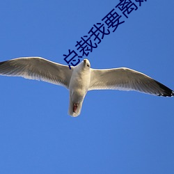总裁我要离婚