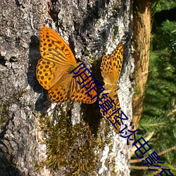 陰陽鎮怪談電影免費觀看完