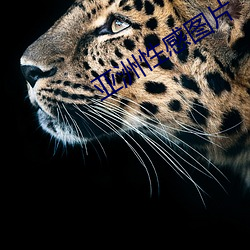 亚洲性感图片