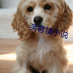 芙蓉镇小说