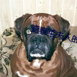 查泰莱夫人的情人 （购销）