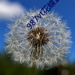 987vt花蝶直播舊版本