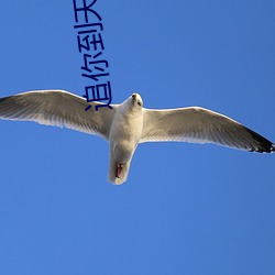 追你到天边