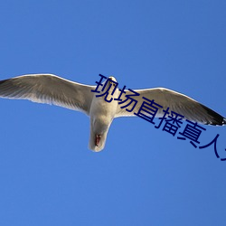 现场直播真人秀