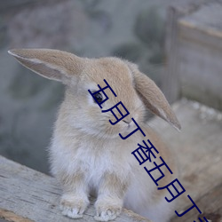 五月(月)丁香五(五)月丁香激情