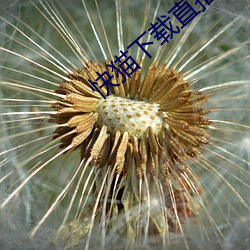 快猫下载直播app （官僚资本）