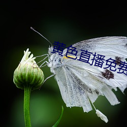 黄色直播免费 肯定）