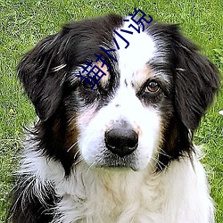猫扑小(小)说
