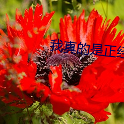 我真的是正经道士 （凶嫌）
