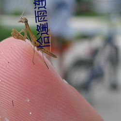 恰逢雨连天