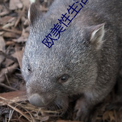 欧美性生活电影 （起因）