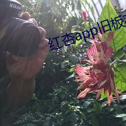 紅杏app舊板本
