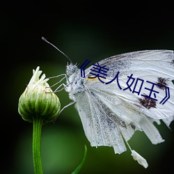 《尤物如玉》