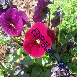 日産亂碼一至六區視頻視頻