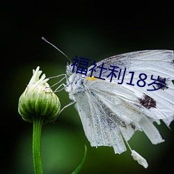 福社利18岁 （后续）